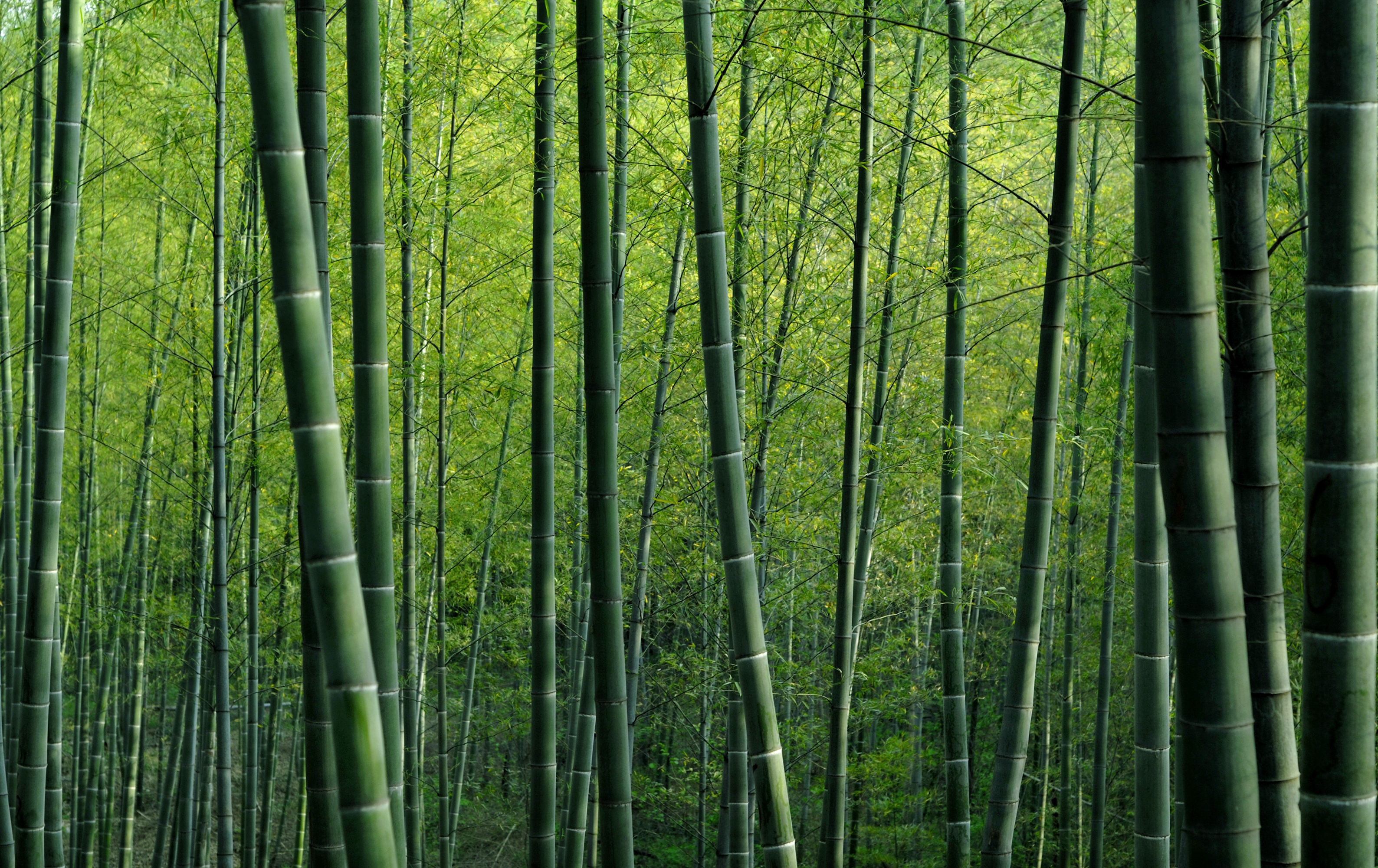 Bamboo Forestry Project